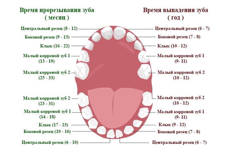 Как Прорезываются Зубы Фото